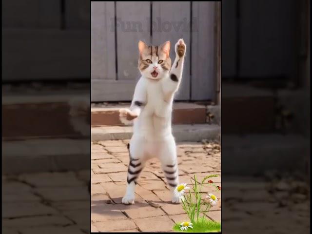 cat dance #funny #viralcat #shorts