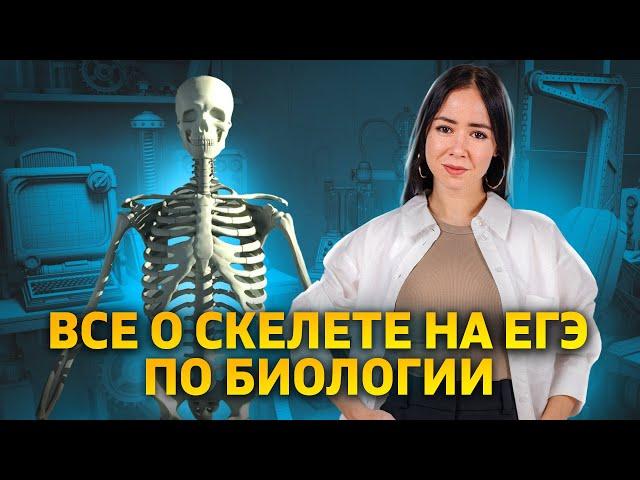 Скелет человека: все, что нужно знать для ЕГЭ