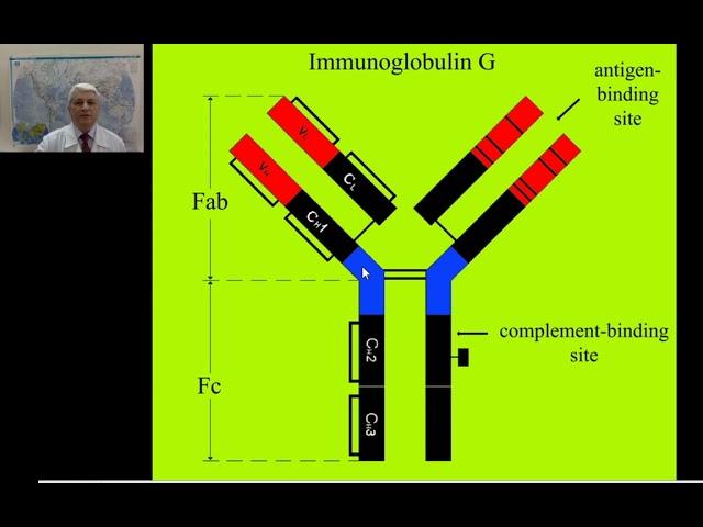 15:00-16:30 Белки крови Иммуноглобулины