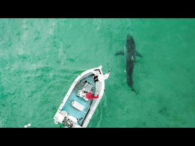 Great White Shark Attacks Boat in Australia - Original Footage