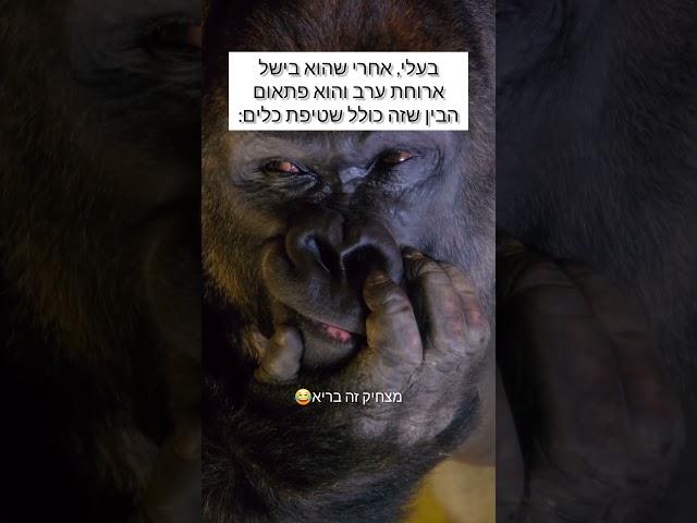 ניתן לו קצת זמן לעכל ויאללה לעבודה מצחיק זה בריא הרשמו בחינם לערוץ