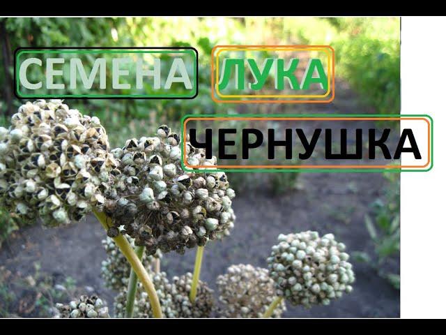 ЧЕРНУШКА семена ЛУКА выращиваем  и собираем сами