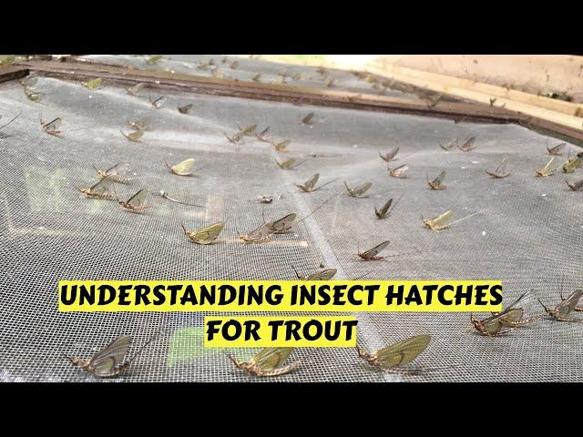 Learn Basics of Insect Hatches for Trout Fishing