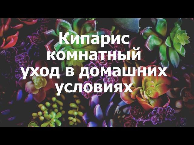 Кипарис комнатный уход в домашних условиях