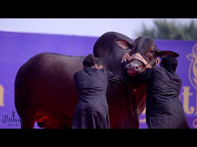 Pathan Cattle Farm 2025 Trailer | Kolkata Cow 2025