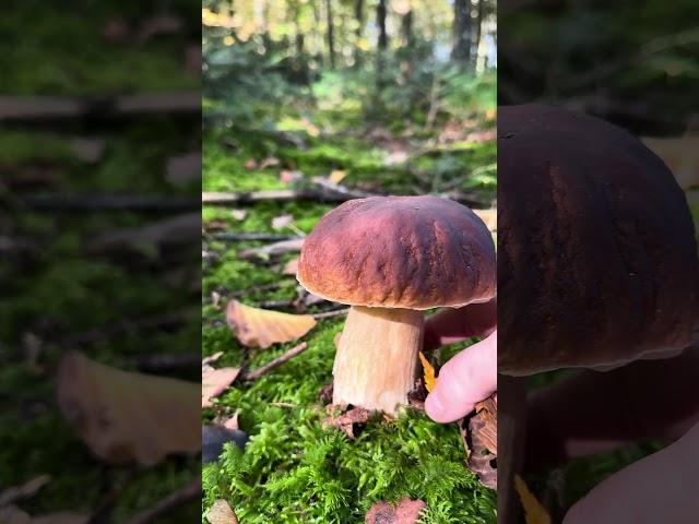 Boletus edulis #jesenji vrganj #forest #fungi #jelena #foraging #nature#porcini