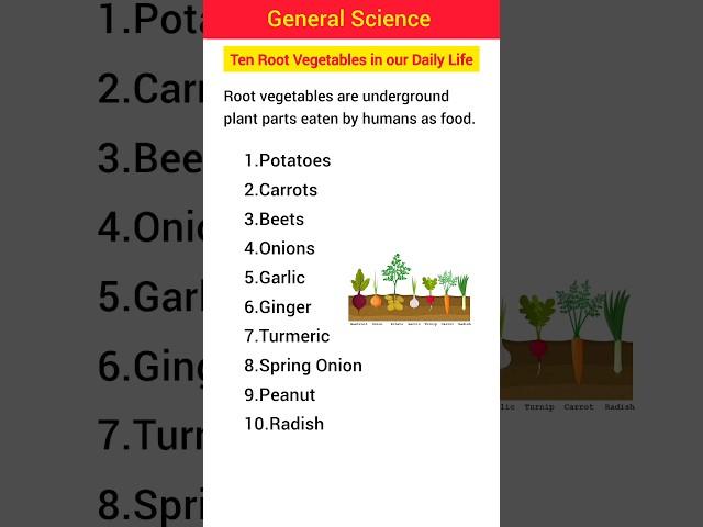 Top Ten Root Vegetables in our daily life