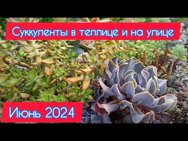 Обзор суккулентов в теплице и на улице. 15 июня 2024