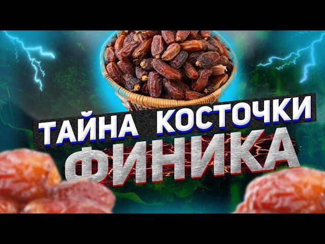 Поразительно! Мало кто знает тайну КОСТОЧКИ финика. Готовимся к Рамадану 2021. Польза фиников. Хадис