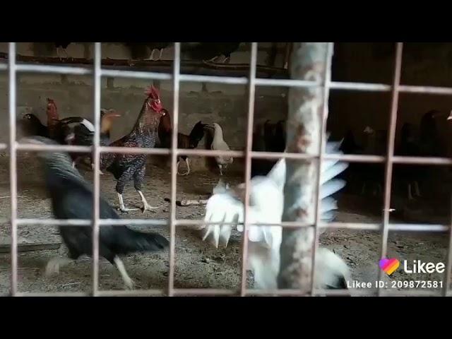 Бой петухов короз уруш