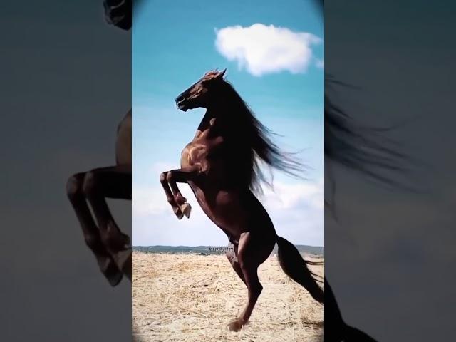 #otlar #horse #rek #respect #tiktok #instagram #layfhak #nocommentary