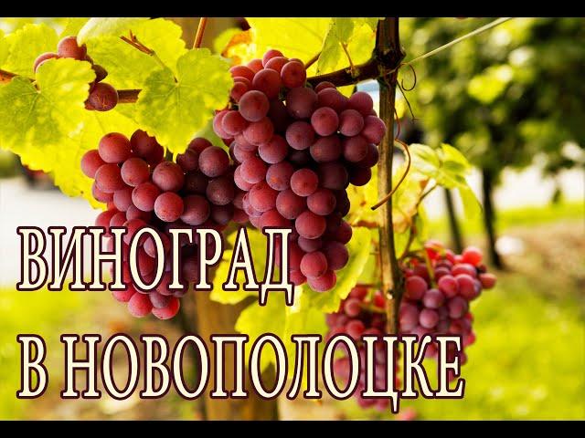 Виноград в Новополоцке, север Беларуси. Review of grapes in Belarus. Greenhouse and open ground.