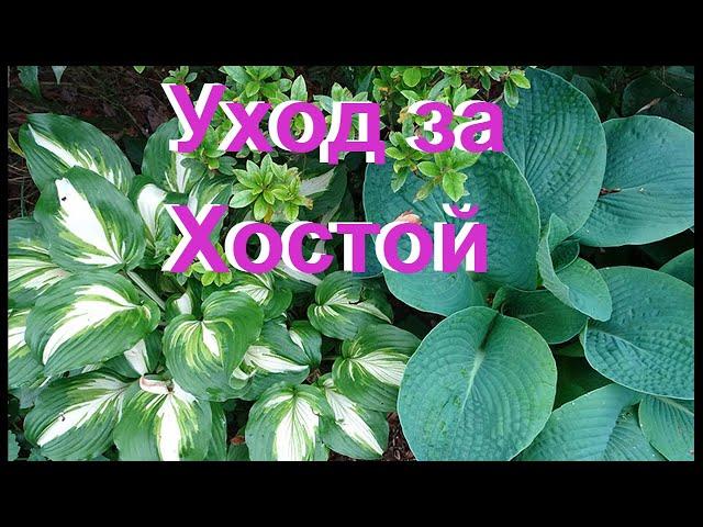 ХОСТА, выращивание, уход и подкормки