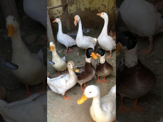 Ducks Playing With Rabbits  #viralvideo #foryou #duck #talhakadihat #animals #shorts #farm
