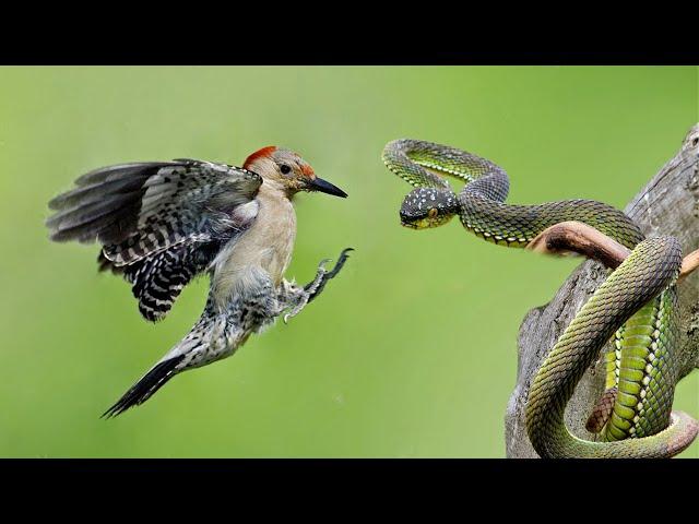 How Woodpecker Hunting Snake In Tree's intestines