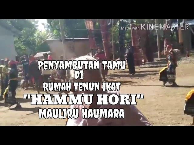 Tarian Penyambutan Tamu... Sumba Timur  Waingapu. Haumara