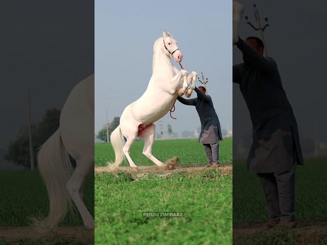 heera Height-66 inch fees-31000Owner-rampal singhno.94633-46545Village-sekha kalan#penduzimidaar