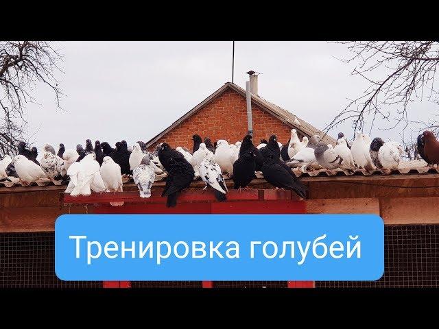 Guests arrived raised pigeons.