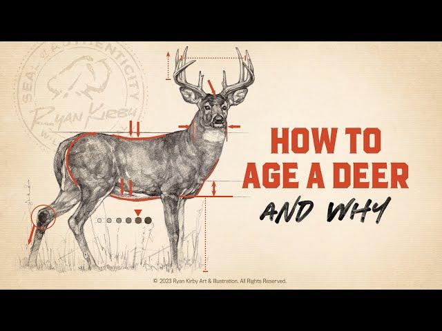 Whitetail Deer Growth & Maturity: How To Age A Buck