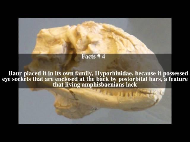 Hyporhina Top # 5 Facts