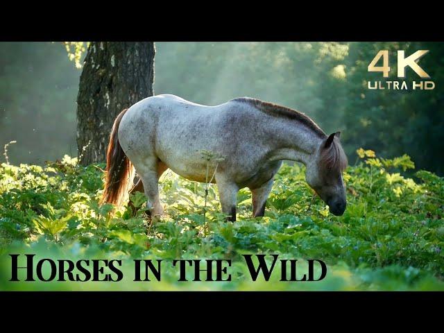 Relax with Horses in the Wild - 4K Beautiful Wild Horses with Ambient Guitar Music