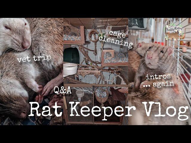 Toast has post surgical complications and intros are finally working out... | Rat Keeper Vlog 