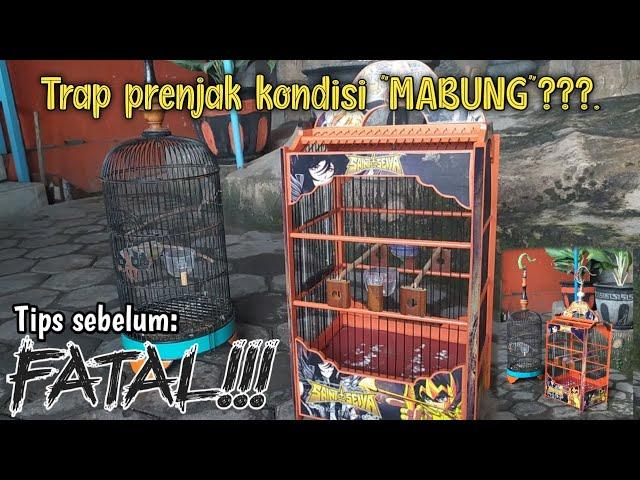 Trap prenjak kondisi"MABUNG"||TIPS agar tidak"FATAL"..!!!