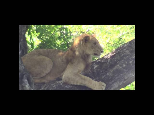 Tree-Climbing Lions at Crocodile Bridge, Kruger National Park