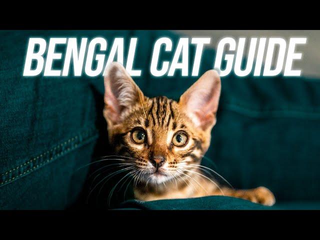 ULTIMATE Guide to Bringing home YOUR BENGAL CAT!