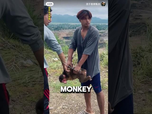 Girl Saves Monkey From Unfortunate Fate ️#animalshorts #animals #wholesome