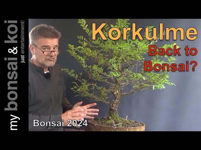 Bonsai 2024-61 - Korkulme - Back to Bonsai?