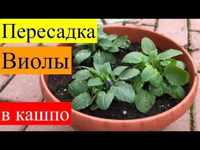 Пересадка Виолы в кашпо на улицу