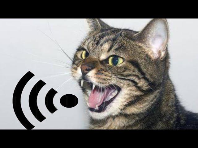 Mother Cat Calling For Her Kittens | Mom Cat Sounds | Mummy Cat Voice | Mama Cats Meowing Videos