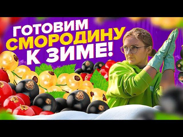 ГОТОВИМ СМОРОДИНУ к ЗИМЕ! ОБРЕЗКА, ПОДКОРМКА, УКРЫТИЕ