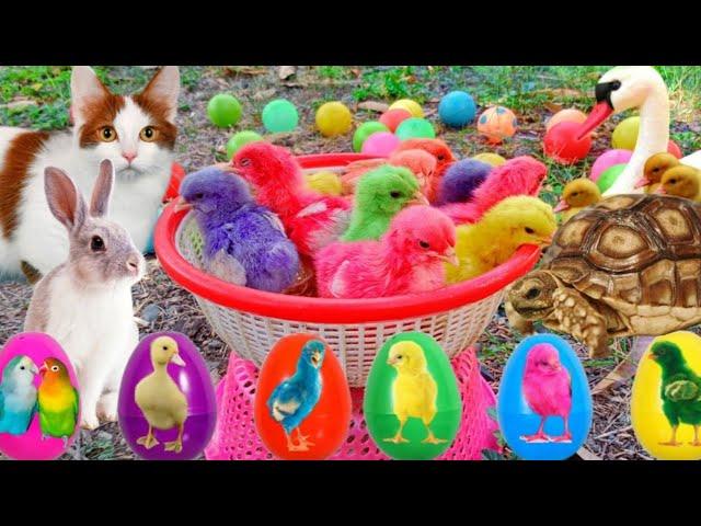 Catch Cute Chickens, Colorful Chickens, Rainbow Chicken, Rabbits, Cute Cats,Ducks,Animals Cute #70