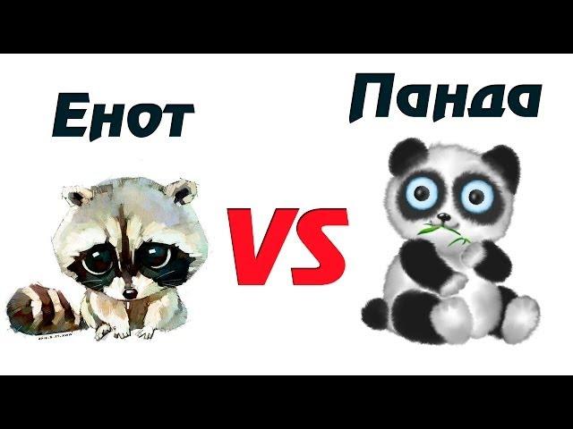 Енот против панды!!! Енот VS Панда!