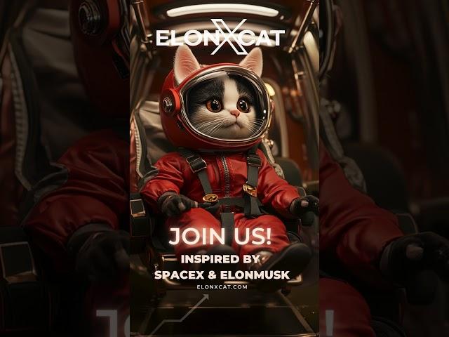 From Earth to the Moon Meet ElonXCat