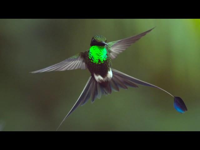 #FlyingFriday: The Slow-Motion Art of Birds Flying