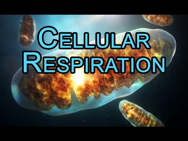 Electron Transport Chain (ETC) - Oxidative Phosphorylation - Cellular Respiration - ANIMATION