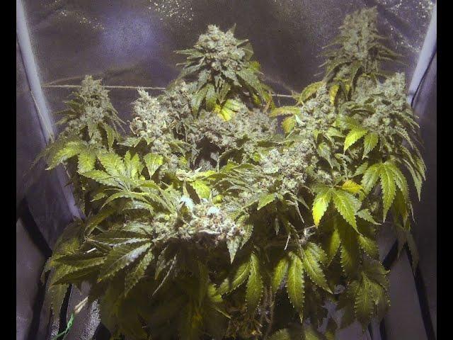 "White Widow"  timelapse