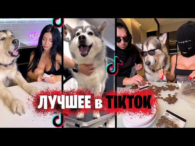 Лучшие Tik Tok приколы про собак хаски / Тренды из Тик Ток 2022 HUSMUT