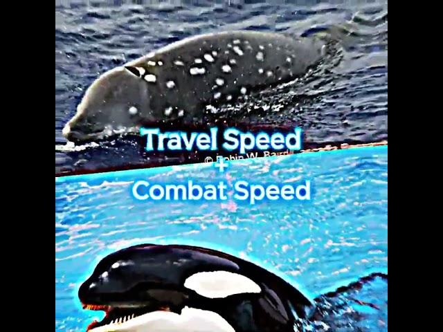 Orca vs Baird's Beaked Whale