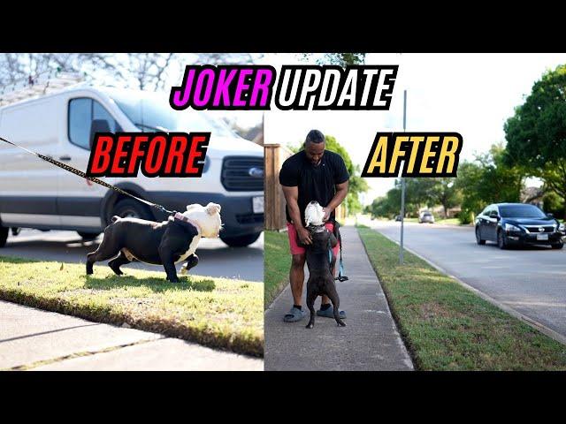 Joker Update: Correcting Bad Bulldog Behavior!