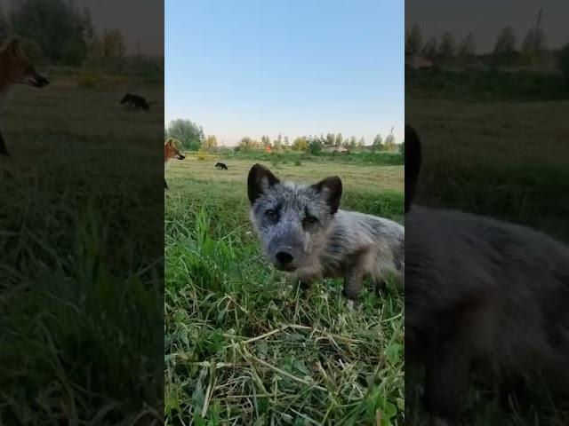 Лисы из Новолисья. Лисьи будни