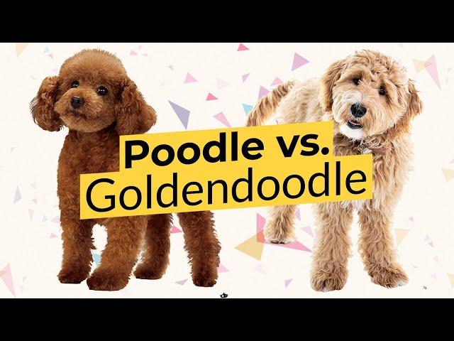 Poodle vs. Goldendoodle  Dog Breed Comparison! 