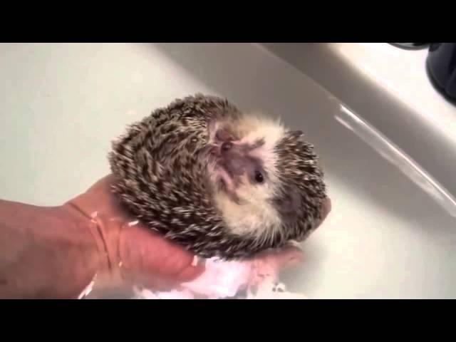 How to bathe a little hedgehog part 1 // Как правильно купать маленького ежика часть 1