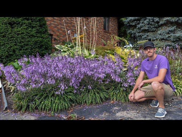 Hosta Picks if You Love Hosta Flowers (and some if you don't) | Walters Gardens