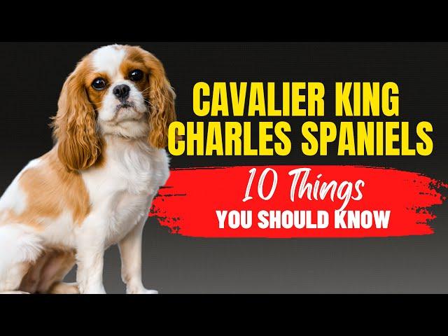 Adopting a Cavalier King Charles Spaniel? Learn These 10 Important Facts