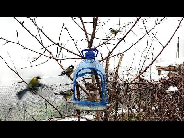 An Interesting Idea How to Make Bird Feeder from a Plastic Bottle DIY