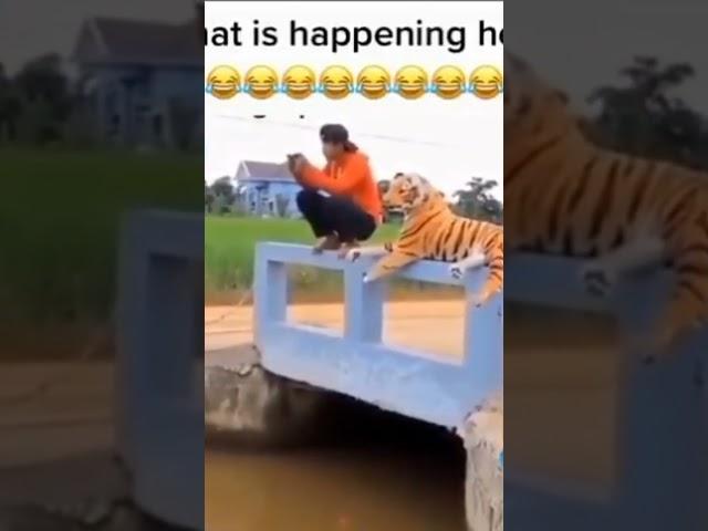 funny video